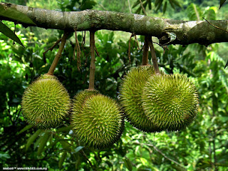 durian cakep