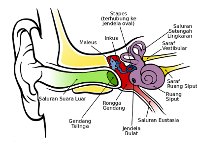 Mengenal Lebih dekat Anatomi Telinga Manusia  