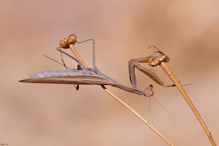 mantis religiosa-santa teresa-insecto-insecto carnivoro-mantis marron-