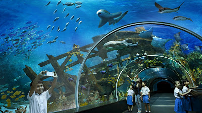 sea aquarium, aquarium laut, museum laut, museum di singapore, tempat wisata di singapore