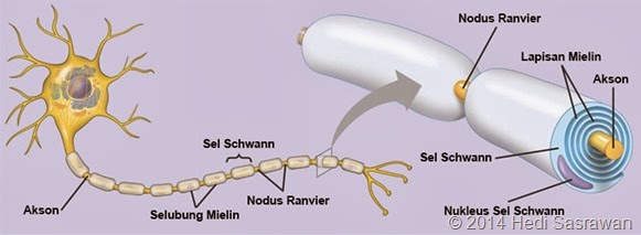 selubung mielin