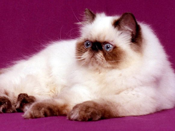 Jenis Kucing  Persia  yang Populer dan Banyak Dipelihara di 