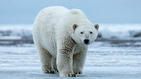 Polar Bear photo_Ursus maritimus