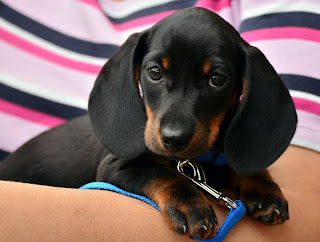 Fotos de Perros Salchicha (Dachshund)