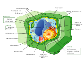 struktur sel tumbuhan 