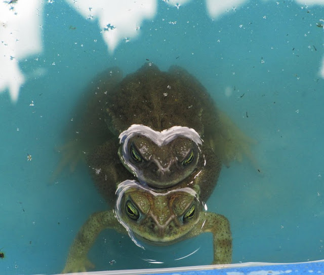 Bufo arenarum Sapo común copulando