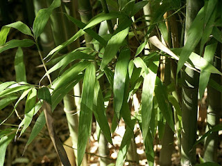 Phyllostachys bambusoides subvariegata