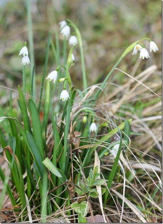 Lily of the Valley