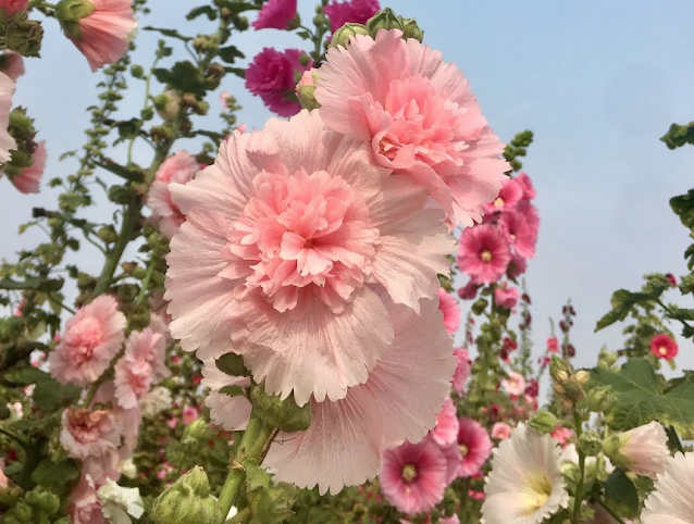 Hollyhock blossom, Xuejia, Tainan, Taiwan