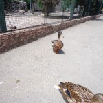 В Одеському зоопарку в одесском зоопарке