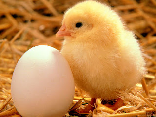 Chick Wallpapers