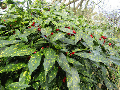 Aucuba japonica grow and care