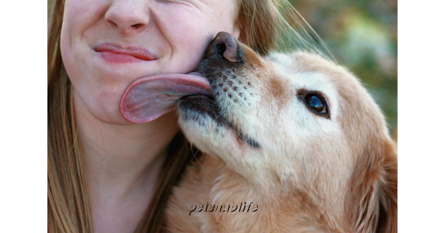 What Does It Mean When A Dog Licks You a Lot