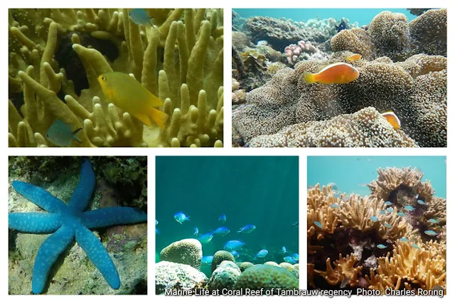 Reef fish, sea star and corals at Sausapor beach