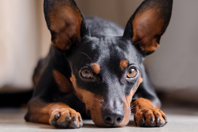 Đánh giá chó Doberman Pinscher