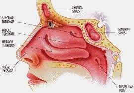 obat penyakit sinusitis