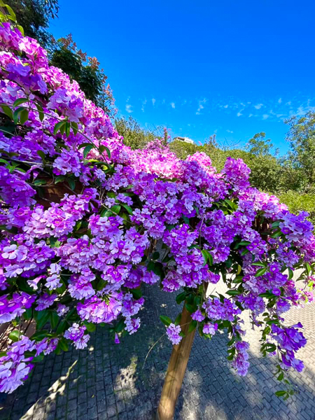 新北鶯歌永吉公園蒜香藤盛開，粉紫色花瀑隧道成為公園內一大亮點
