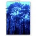 trees in blue haze