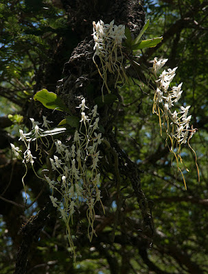 Aerangis verdickii care and culture