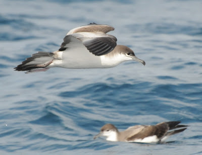 Buller's Shearwater (Puffinus bulleri)