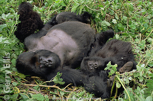 Gorillas Territorial Behavior