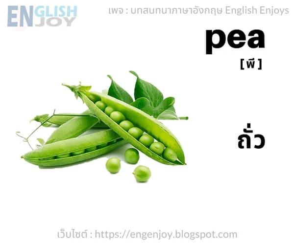 คําศัพท์ภาษาอังกฤษ ผัก - Pea (ถั่ว)_Vegetables