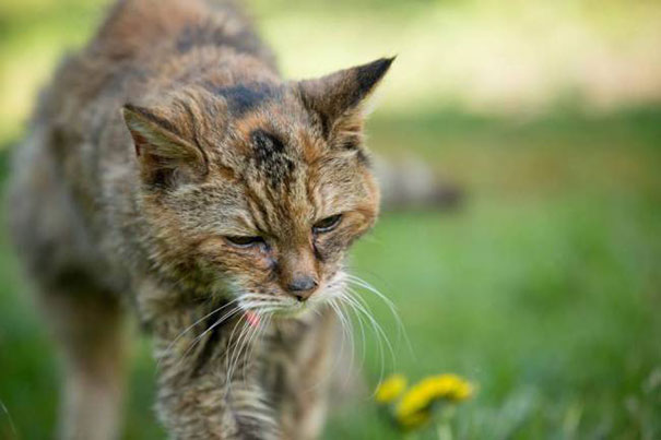 World's oldest cat dies at age 24