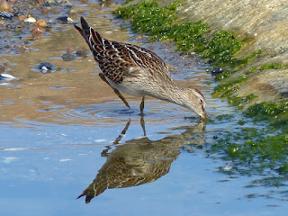 Bécasseau à poitrine cendrée - Calidris melanotos