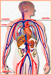  circulatorio