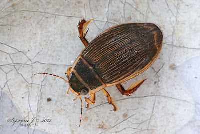 Sárgaszegélyű csíkbogár (Dytiscus marginalis)