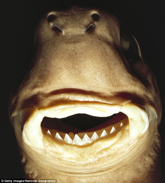 Cookie Cutter Shark Teeth