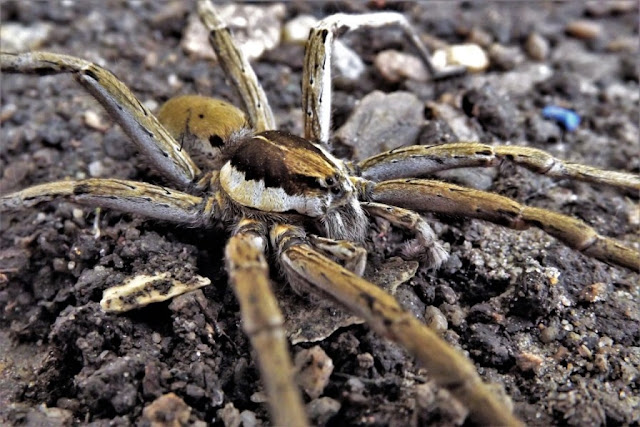 Amazon's Giant Fishing spider