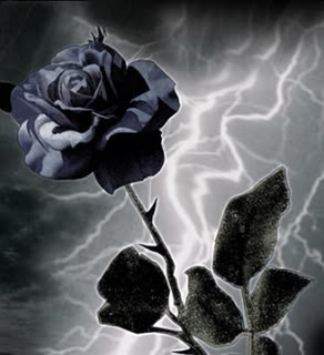 Gambar Bunga Mawar Hitam - Gambar Foto Wallpaper