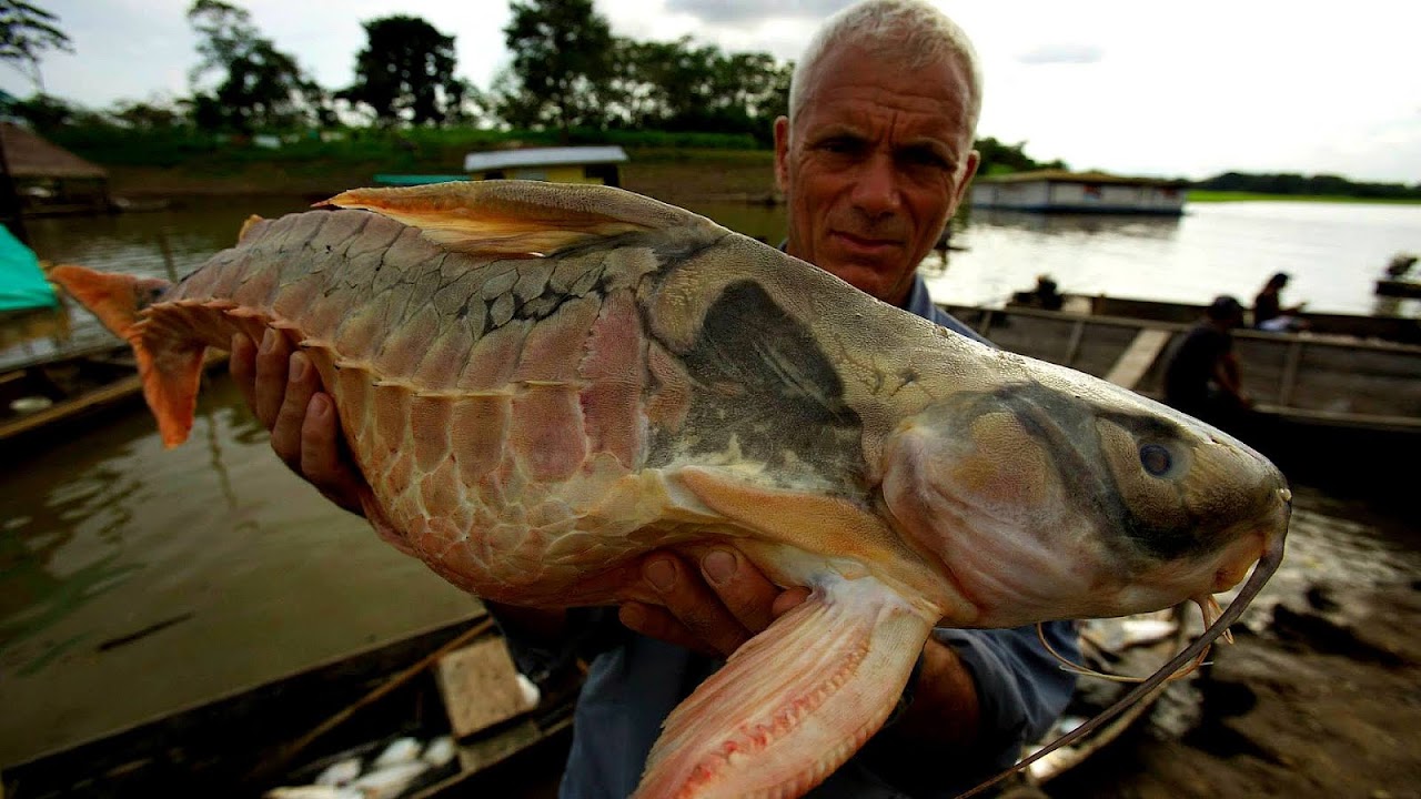 Fish On River Monsters