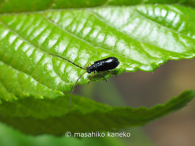 ヒゲナガウスバハムシ