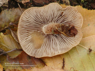 Hypholoma lateritium DSC99657