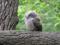 Eastern Screech Owl, juvenile – Maryland – May 2007 – photo by Matt Tillett