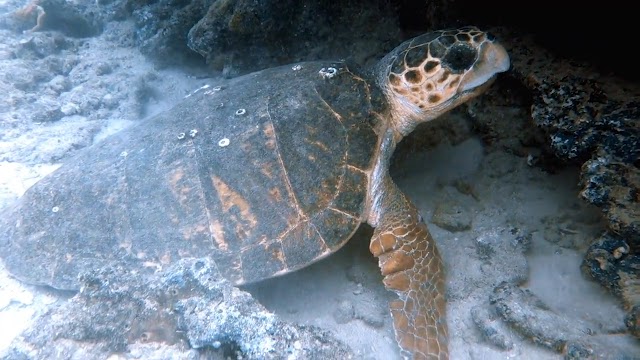 Turtle on Boca Ledge