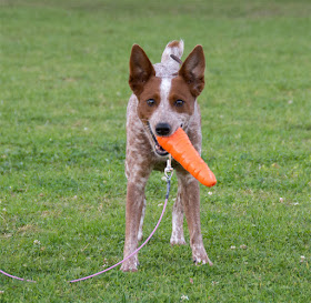 Carrot-shaped durable chew toy