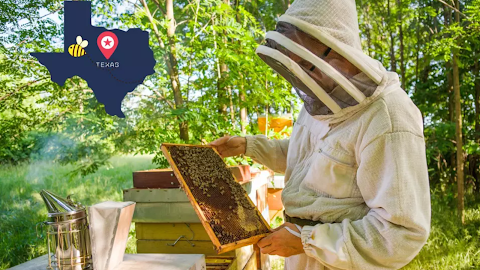 Texas A Great Destination for Beekeeping
