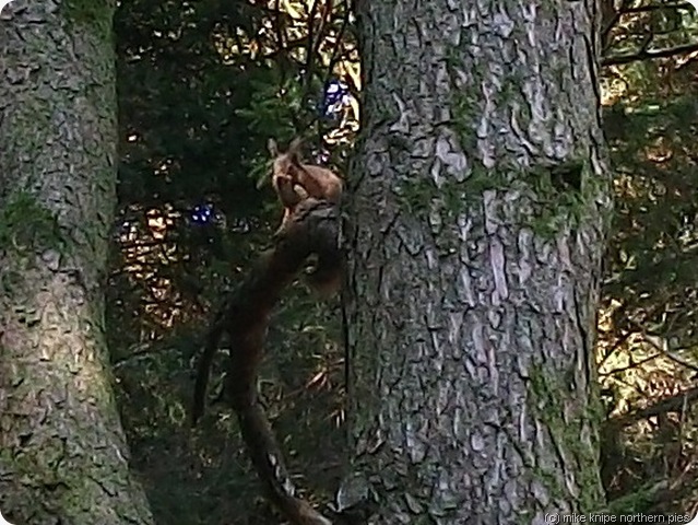 red squiggle