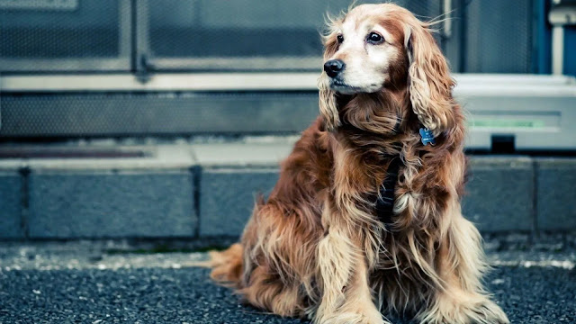 English Cocker Spaniel