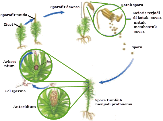 Reproduksi Tumbuhan Paku dan Lumut  Mikirbae com