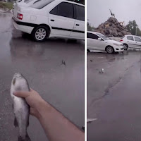 Penduduk Iran terkejut sejumlah ikan yang masih hidup jatuh dari langit