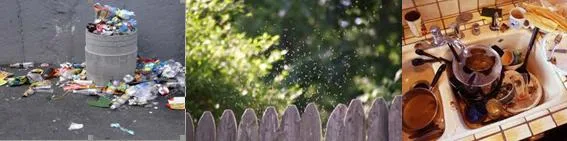 gnats come outdoor, indoor and outdoor sources
