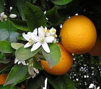 البرتقال مصدر نباتي