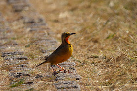 Sentinelle du Cap - Macronyx capensis