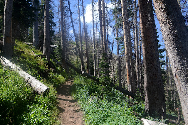 trail through the dead trees