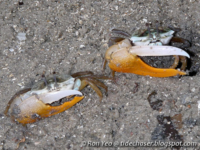 Orange Fiddler Crabs (Uca vocans)