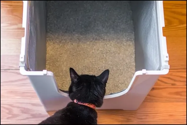 Kedi Tuvalet Eğitimi Nasıl Verilir?